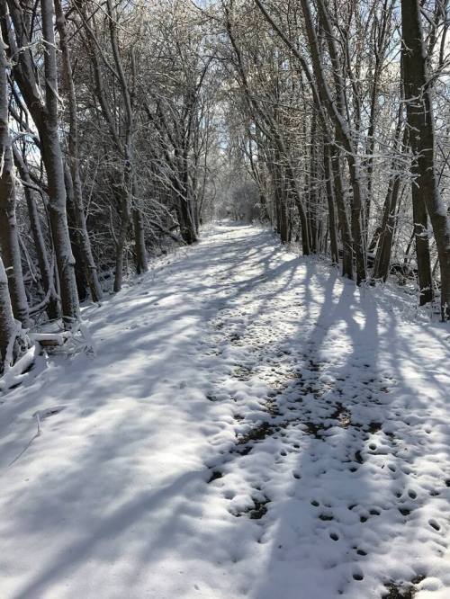 A snowy path lined with trees, casting long shadows in a serene winter landscape.