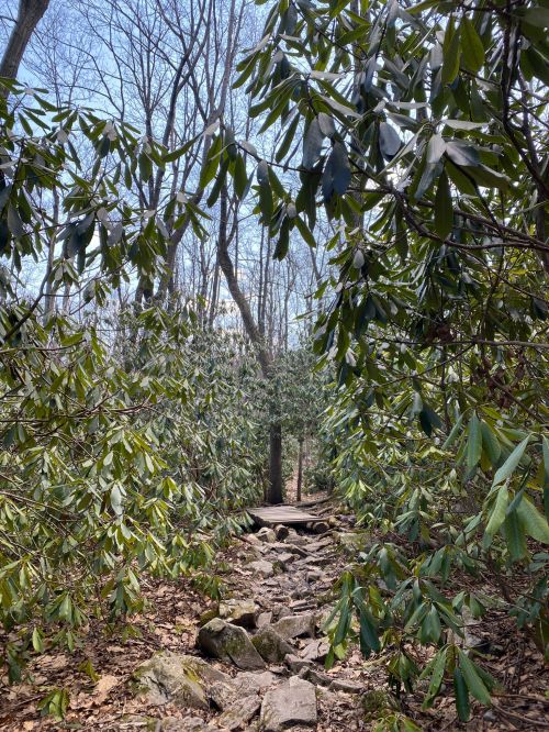 A rocky path leads through lush green foliage in a serene forest setting, with trees and blue sky visible above.