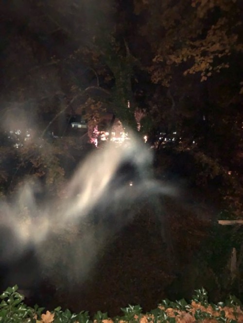 A misty, ethereal fog swirls through a dark, wooded area, with faint lights visible in the background.