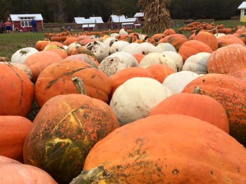 A field of orange and white pumpkins scattered across the ground, with red barns in the background.
