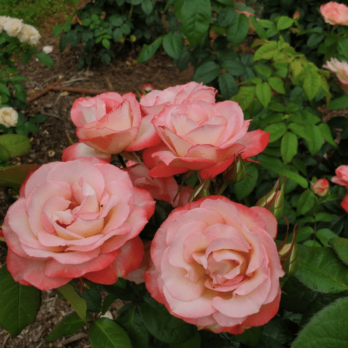 A cluster of pink and peach roses blooming amidst green leaves in a garden.