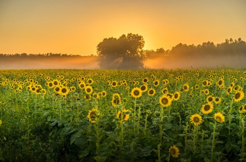 A vibrant field of sunflowers at sunrise, with mist rising and trees silhouetted in the background.