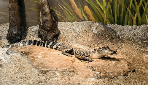 A crocodile resting on a rocky surface near water, surrounded by greenery and natural habitat elements.