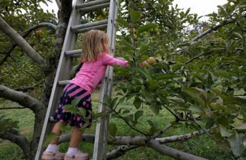 A young girl in a pink shirt climbs a ladder to pick apples from a tree, surrounded by green leaves.