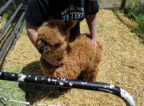 A person gently holds a fluffy, brown alpaca in a straw-filled pen.