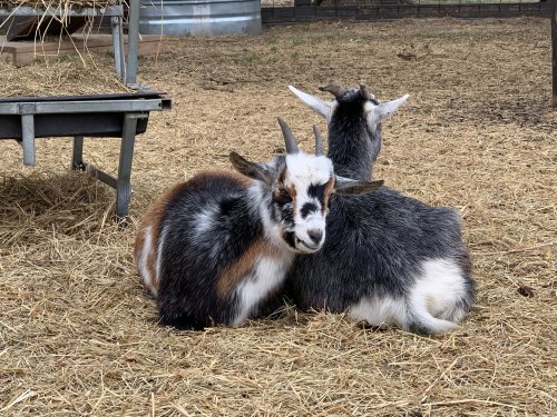 Two goats resting together on straw, with one leaning against the other in a farm setting.