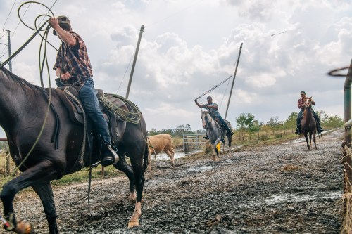 Cowboys on horseback roping cattle in a rural setting, with cloudy skies and a muddy ground.