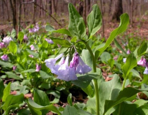 A close-up of a flowering plant with purple bell-shaped flowers, surrounded by green leaves in a wooded area.