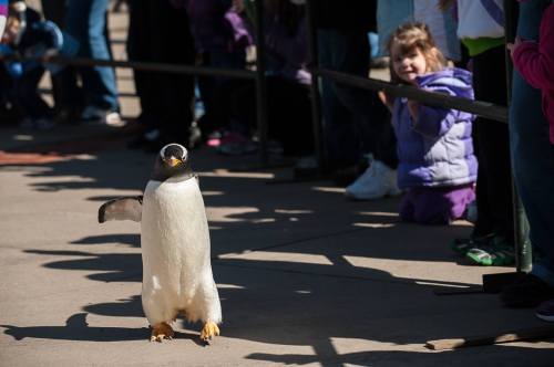 A penguin walks in front of a crowd, with a child in a purple jacket watching excitedly.
