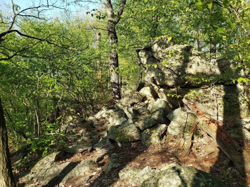 A rocky area surrounded by lush green trees and foliage in a forest setting.
