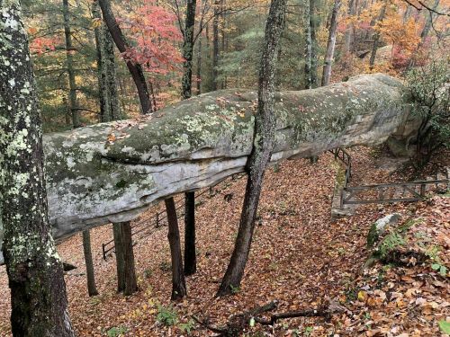 A large, moss-covered rock formation stretches across a forested area with autumn foliage and fallen leaves.