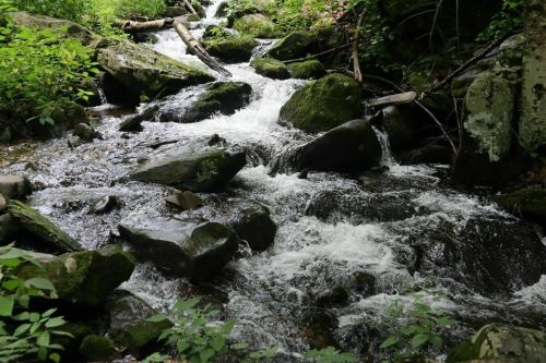 A serene stream flows over moss-covered rocks, surrounded by lush greenery in a tranquil forest setting.