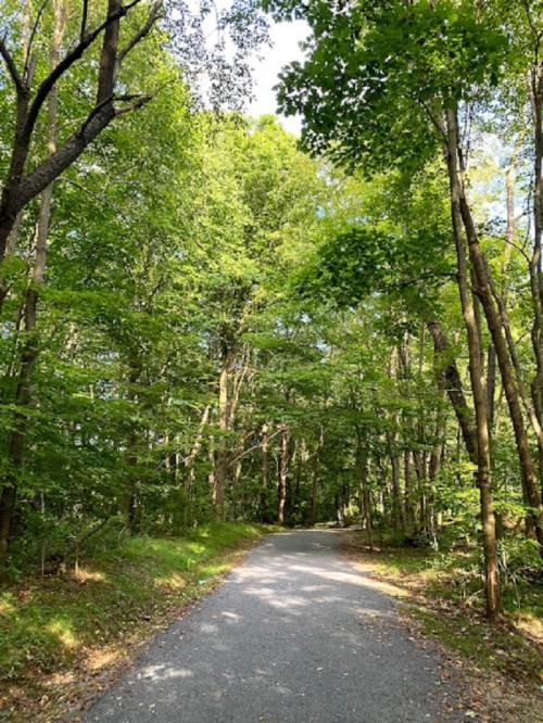 A serene, tree-lined path winding through a lush green forest on a sunny day.