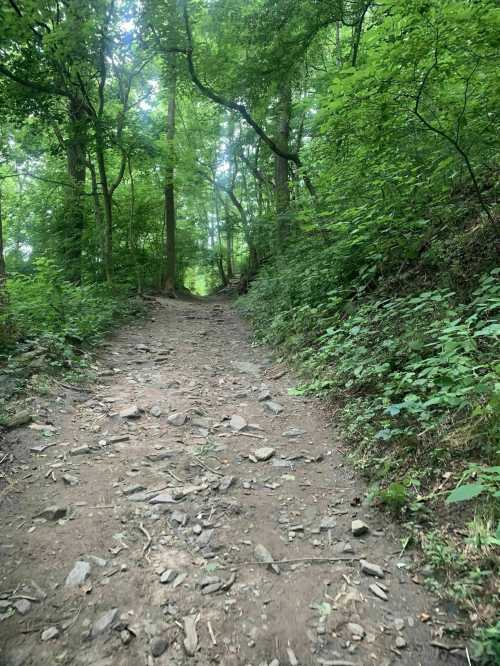 A rocky path winding through a lush green forest with tall trees and dense foliage on either side.