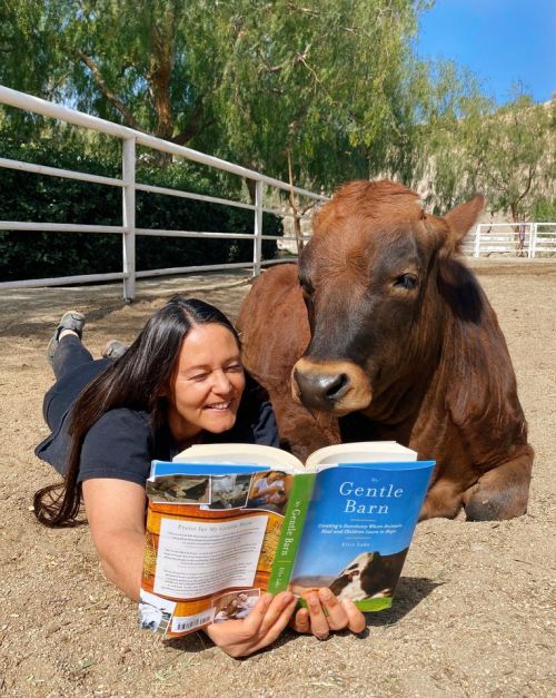 A woman lies on the ground reading a book next to a friendly cow in a sunny barnyard setting.