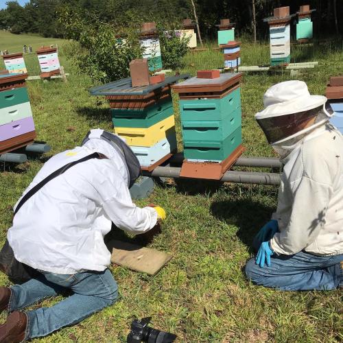 Two beekeepers in protective gear inspect colorful beehives in a sunny field.