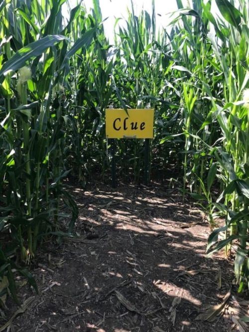 A yellow sign reading "Clue" stands in a corn maze surrounded by tall green corn stalks.