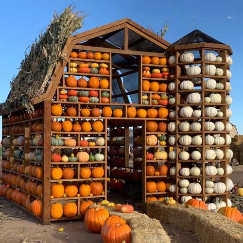 A wooden structure filled with colorful pumpkins, featuring a thatched roof and surrounded by hay bales.