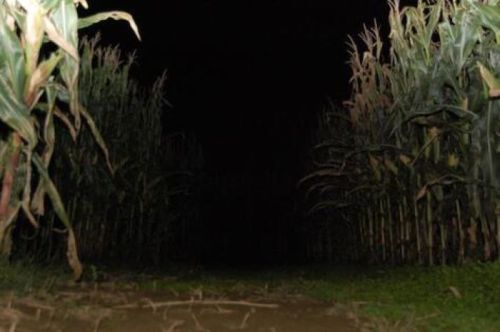 A dark cornfield at night, with tall corn stalks lining a narrow path leading into the darkness.