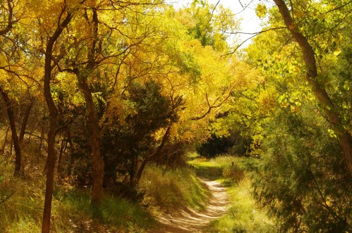 A winding path through a forest with vibrant yellow and green autumn foliage.