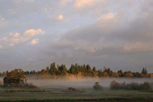A misty landscape with trees and a cloudy sky, showcasing autumn colors in the foreground and background.