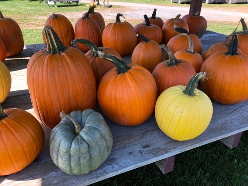 A variety of pumpkins in different colors, including orange, yellow, and green, displayed on a wooden table outdoors.