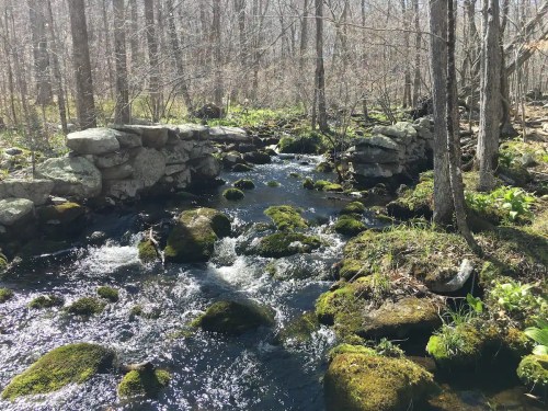A serene stream flows over moss-covered rocks, surrounded by trees in a peaceful forest setting.
