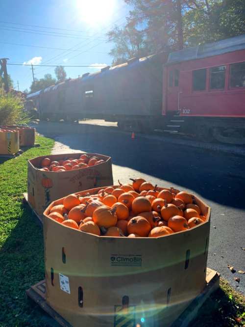 Baskets of pumpkins sit on grass beside a train track with a train in the background on a sunny day.