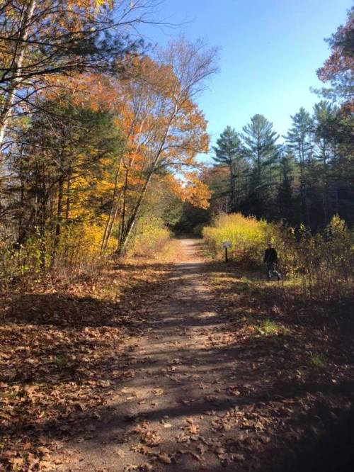 A scenic trail surrounded by colorful autumn foliage and tall trees under a clear blue sky.