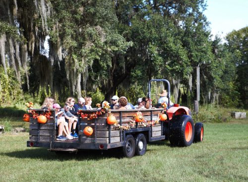 A tractor pulls a decorated trailer with people enjoying a fall outing in a grassy field.