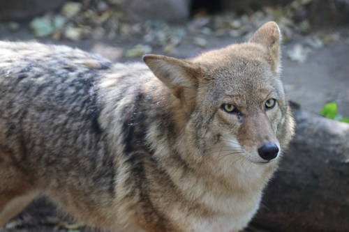 A close-up of a coyote with a thick fur coat, looking intently in a natural setting.