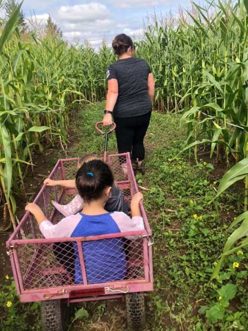 A woman pulls a cart with a child through a cornfield on a sunny day.