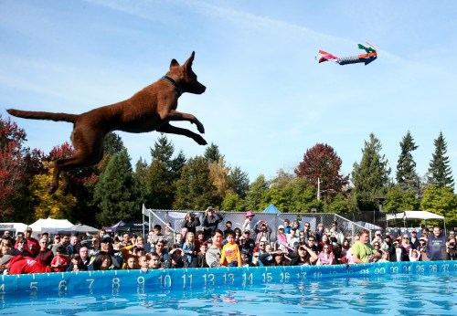 A dog leaps into a pool while a crowd watches, with a toy airplane flying overhead on a sunny day.