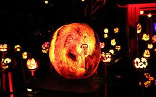 A glowing carved pumpkin featuring a lion's face, surrounded by other jack-o'-lanterns in a dark setting.