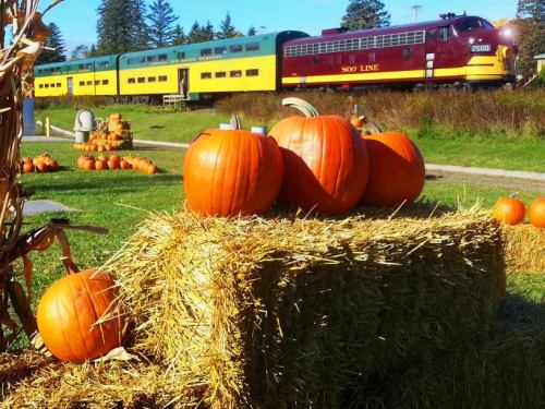 A train passes by a pumpkin patch with hay bales and vibrant orange pumpkins in the foreground.