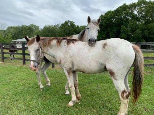 Two gray horses stand in a grassy field, one resting its head on the back of the other, with trees in the background.