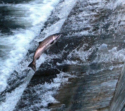 A salmon leaps over a waterfall, splashing through the rushing water.