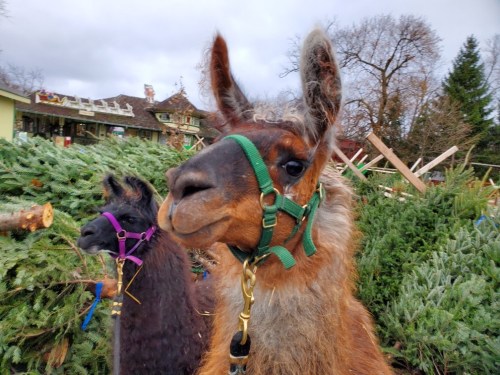 Two llamas with harnesses stand in front of a pile of greenery, with trees and a building in the background.