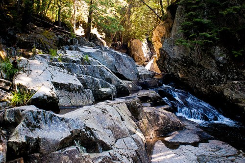 A rocky stream flows through a forested area, with sunlight filtering through the trees above.