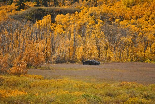A black structure sits in a field surrounded by vibrant autumn foliage and trees with golden leaves.