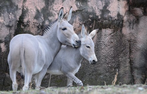 Two donkeys nuzzle each other in a natural setting with a rocky background.