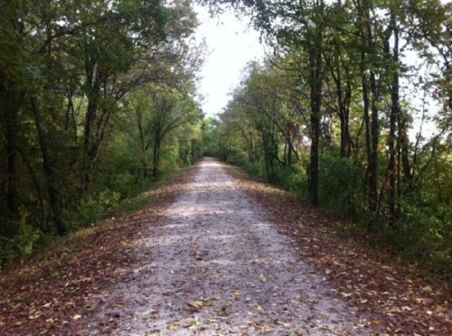 A gravel path lined with trees, surrounded by fallen leaves, leading into a serene, wooded area.