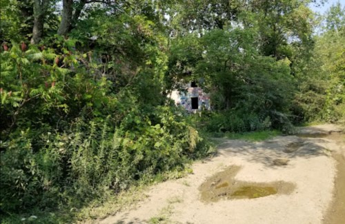 Overgrown vegetation surrounds a dirt path leading to a partially hidden, dilapidated building in a wooded area.