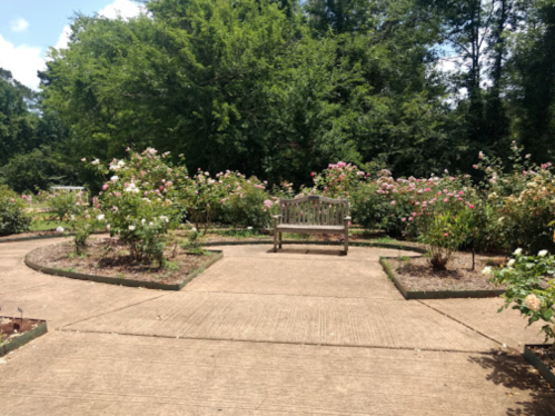 A wooden bench surrounded by blooming rose bushes in a sunny garden pathway.