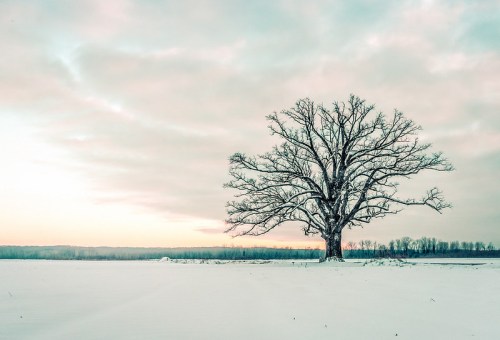 A solitary tree stands in a snowy field under a pastel sky at dawn.