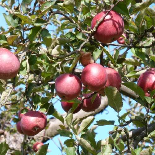 A close-up of red apples hanging from a tree branch against a clear blue sky.