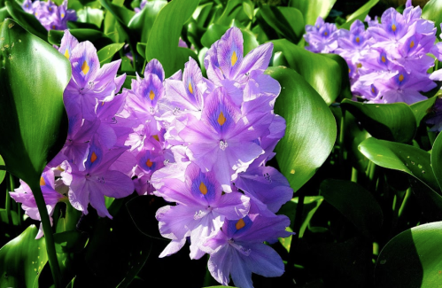A cluster of vibrant purple flowers surrounded by lush green leaves.