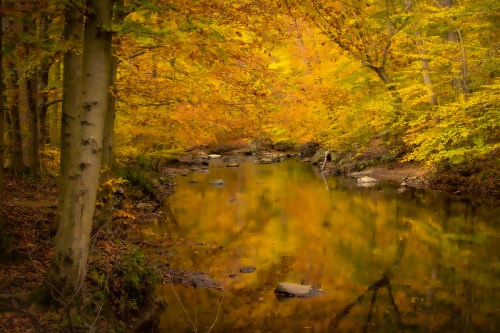 A serene forest scene with vibrant autumn leaves reflecting in a calm stream.