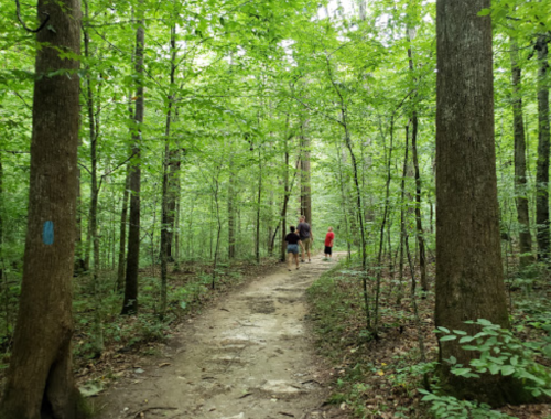 Two people walk along a dirt path through a lush green forest with tall trees.