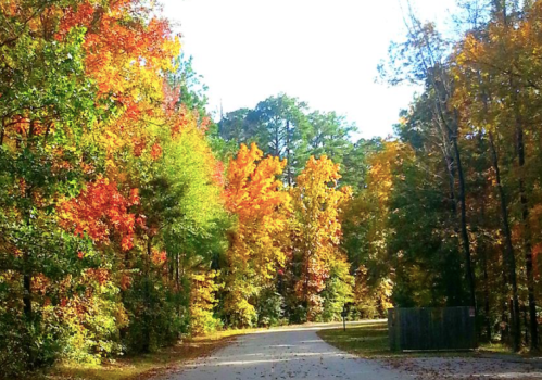 A scenic road lined with vibrant autumn trees in shades of red, orange, and yellow under a clear blue sky.